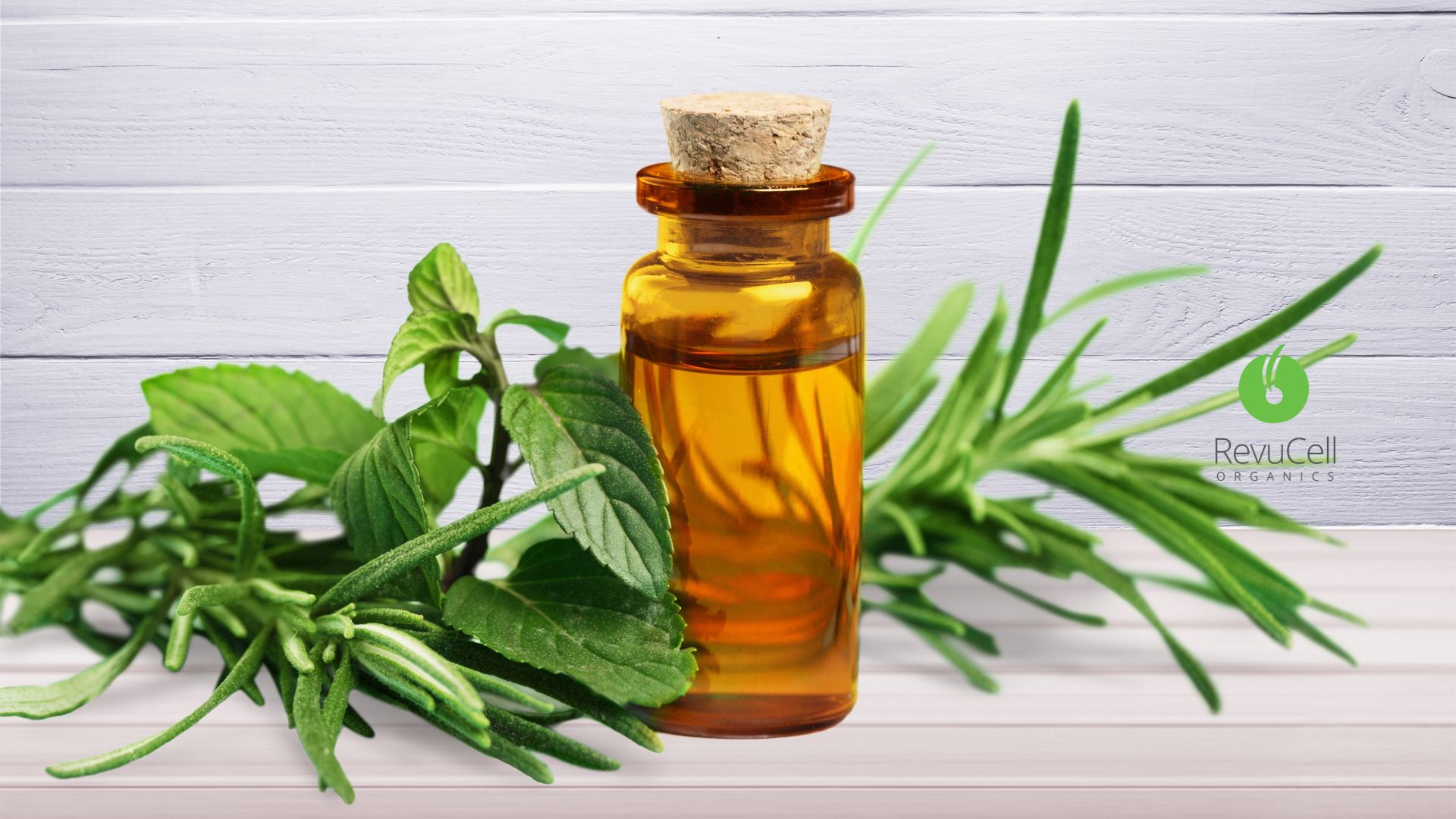 Oil Tree Shampoo: What It Is & How Tea Tree Oil Transforms Scalp Health